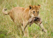 8-Day Beach & Safari Zanzibar and Serengeti