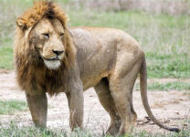 8-Day Beach & Safari Zanzibar and Serengeti