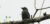 14-Day Uganda Birding Safari