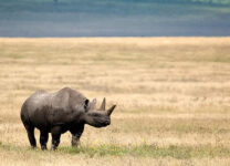 8-Day Beach & Safari Zanzibar and Serengeti