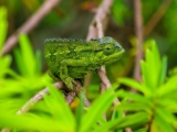 Chameleons in the Rwenzori Mountains, Uganda