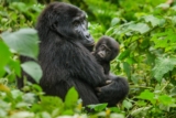Gorilla Trekking Safari in Uganda