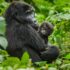 Mbuzi Mawe Serena Camp | Luxury Serengeti Safari in Tanzania