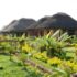 Congo Safaris and Gorilla Tours with Ngoni Safaris