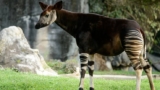 Okapis in Congo: Facts, Habitat and Conservation | Ngoni Safaris