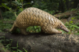 Pangolin Rescue Centre Buhoma