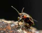 Uganda’s giant Goliath Beetle