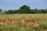 Ajai wildlife reserve in Uganda