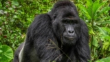 The Death of Rafiki Gorilla in Bwindi