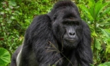 Where to Track Gorillas in Uganda