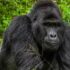 Best Lodges on Ssese Islands, Uganda