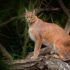Halal Safaris in Africa with Ngoni Safaris
