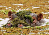 3-Day Refreshing Your Mind in Murchison Falls NP