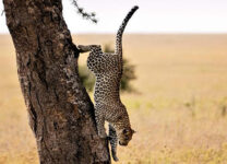 3-Day Refreshing Your Mind in Murchison Falls NP